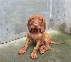匈牙利短毛指示犬