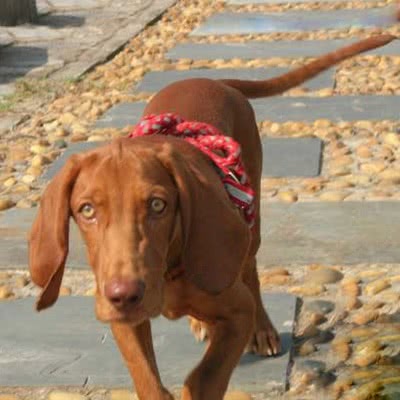 匈牙利短毛指示犬