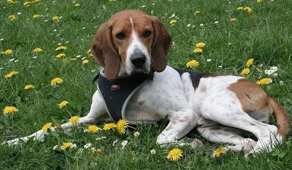 意大利狐狸犬 意大利狐狸犬