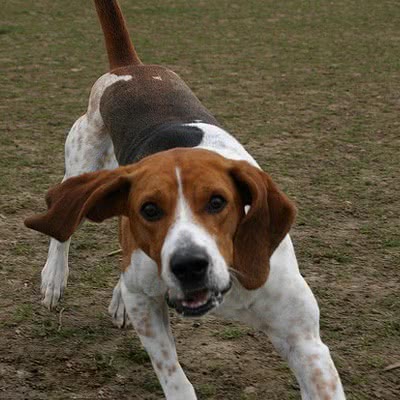 意大利狐狸犬