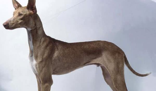 加那利沃伦猎犬 加那利沃伦猎犬