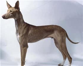 加那利沃伦猎犬