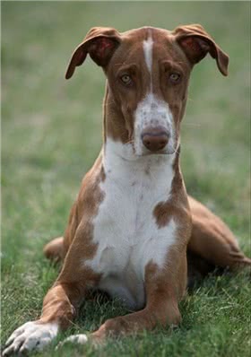 加那利沃伦猎犬