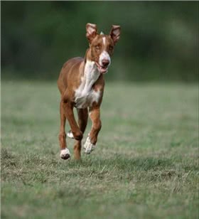 加那利沃伦猎犬