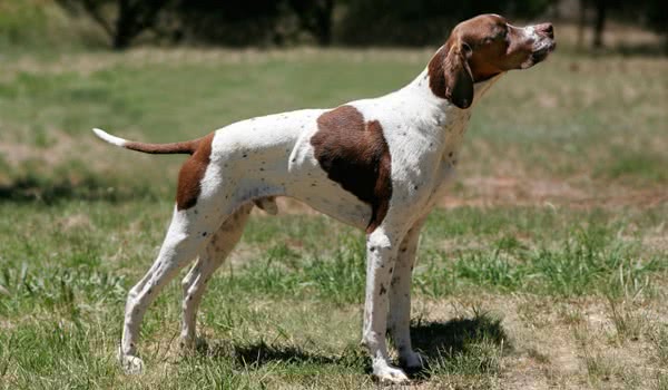 英国猎狐犬 英国猎狐犬