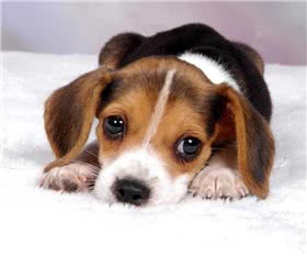 英国猎狐犬