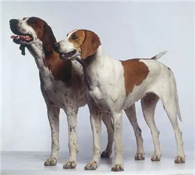英国猎狐犬