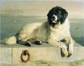 兰西尔犬