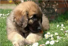 兰伯格犬