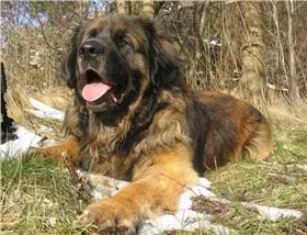 兰伯格犬