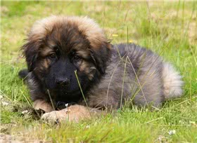 兰伯格犬