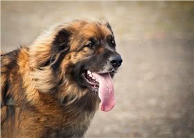 兰伯格犬