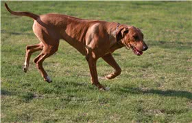 罗得西亚背脊犬