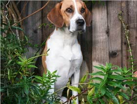 哈利犬