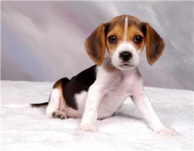 哈利犬