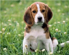 哈利犬