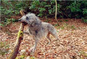 猎鹿犬