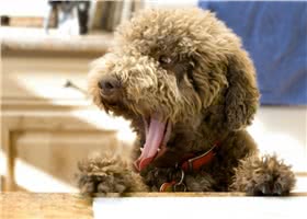 罗曼娜水犬