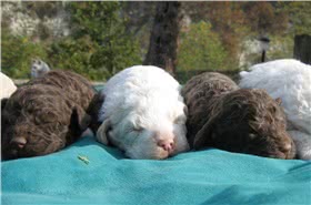 罗曼娜水犬