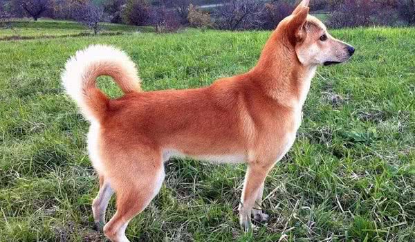 迦南犬 迦南犬