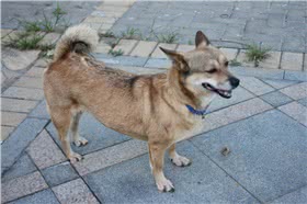 迦南犬