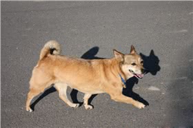 迦南犬