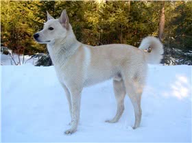 迦南犬