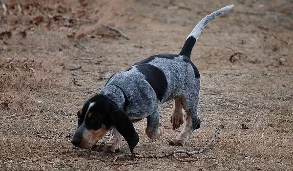 加斯科尼短腿蓝犬 加斯科尼短腿蓝犬