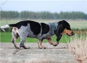 加斯科尼短腿蓝犬
