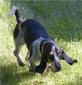加斯科尼短腿蓝犬