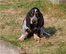 加斯科尼短腿蓝犬