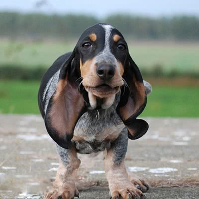 加斯科尼短腿蓝犬