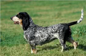 蓝色加斯科涅格里芬犬