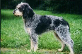 蓝色加斯科涅格里芬犬