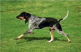 蓝色加斯科涅格里芬犬