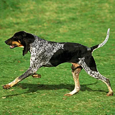 蓝色加斯科涅格里芬犬