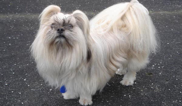 拉萨犬