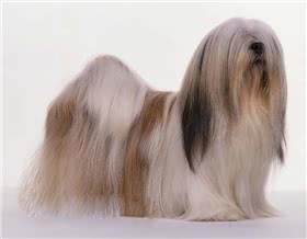 拉萨犬