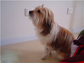 拉萨犬
