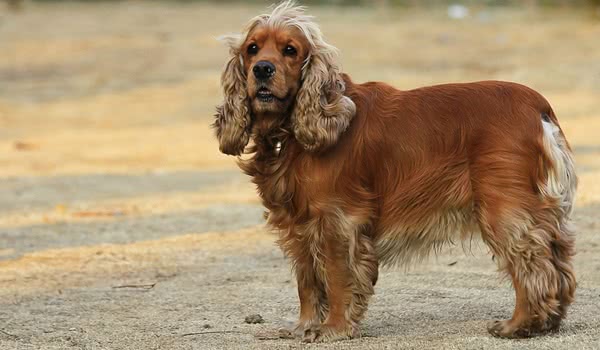可卡犬 可卡犬