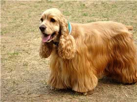 可卡犬