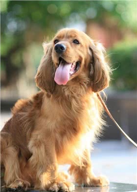 可卡犬