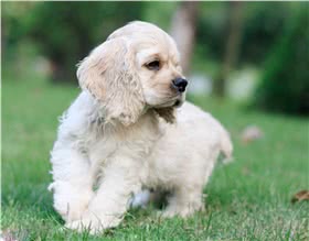 可卡犬