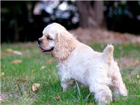 可卡犬
