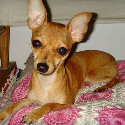 小鹿犬