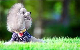 迷你贵宾犬