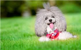 迷你贵宾犬