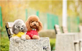 迷你贵宾犬
