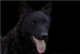 马地犬