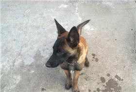马地犬
